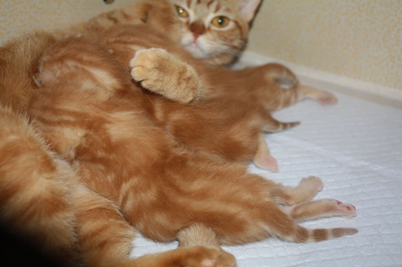 お母さんのおっぱいにカブリつきで お母さんが ん?って顔してます。