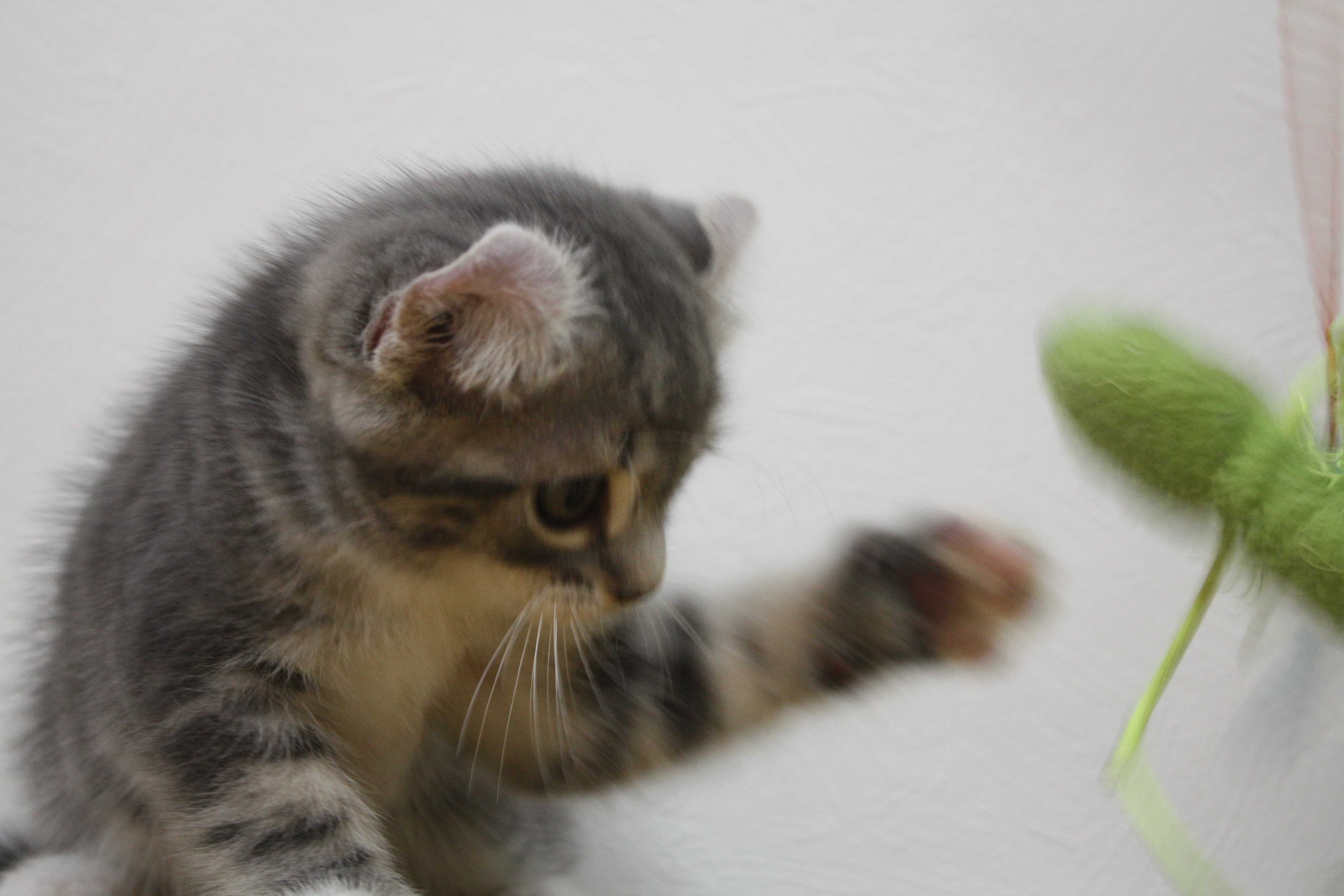 撮影中の猫パンチ!!